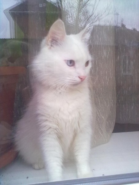 Котовторник 6.05.2014