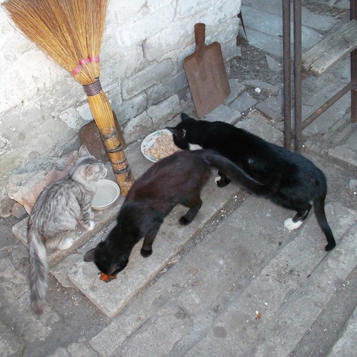 Котовторник 09.09.2014
