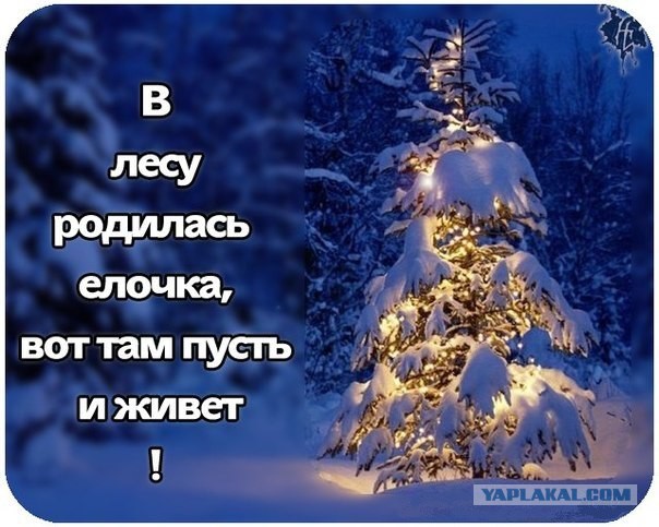 Южанам елки продавать можно, а русским нет...