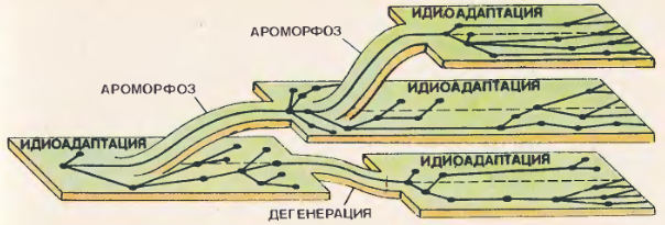 Онижешкольники