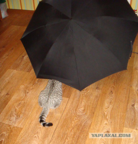 Котовторник
