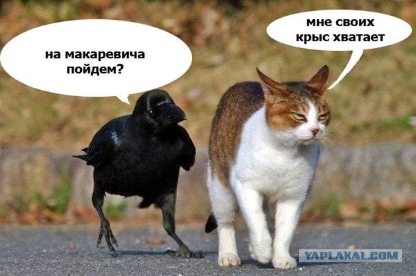 Макаревич заявил о банкротстве и отъезде из России