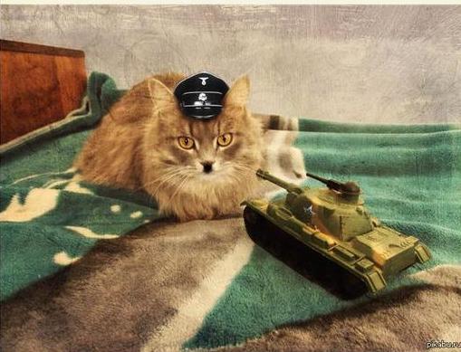 Wargaming 31