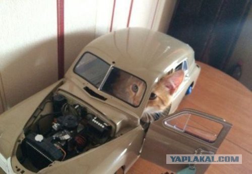 Котовторник