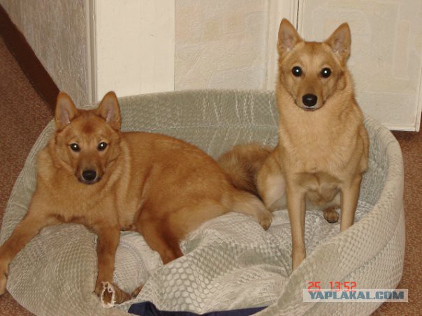 Собакочетверг