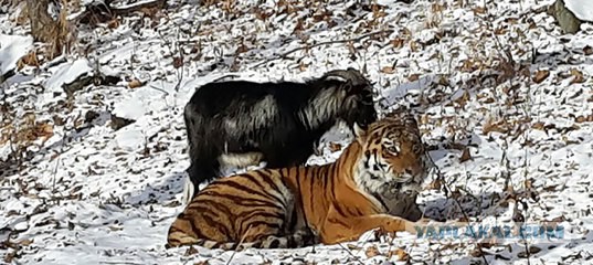 Сибирские хаски «удочерили» лучшую подругу-кошку