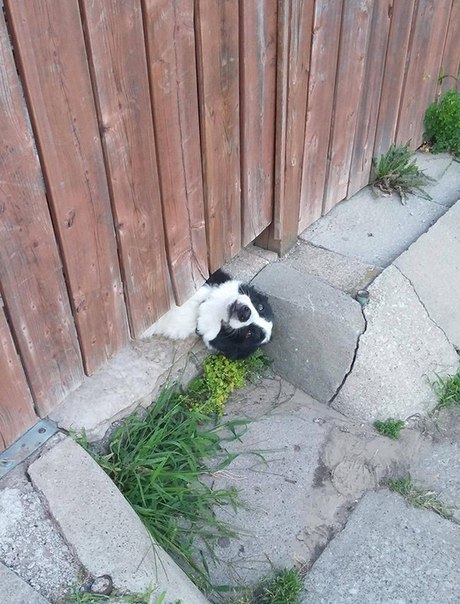 Прикольные животные