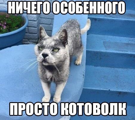 Прикольные животные