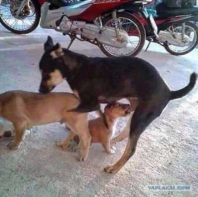 Юмор не для всех