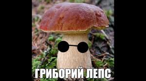 Самый древний интернет: как грибы передают информацию