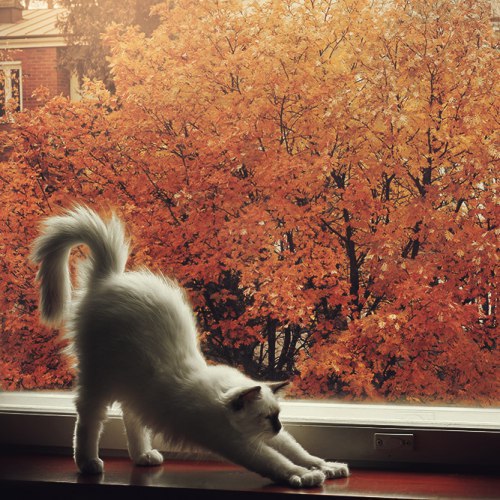 Коты и Кошки