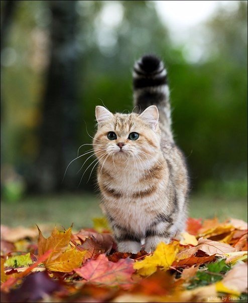 Коты и Кошки