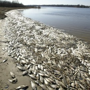 Не устояла. Участница конкурса красоты рухнула в бассейн во время дефиле