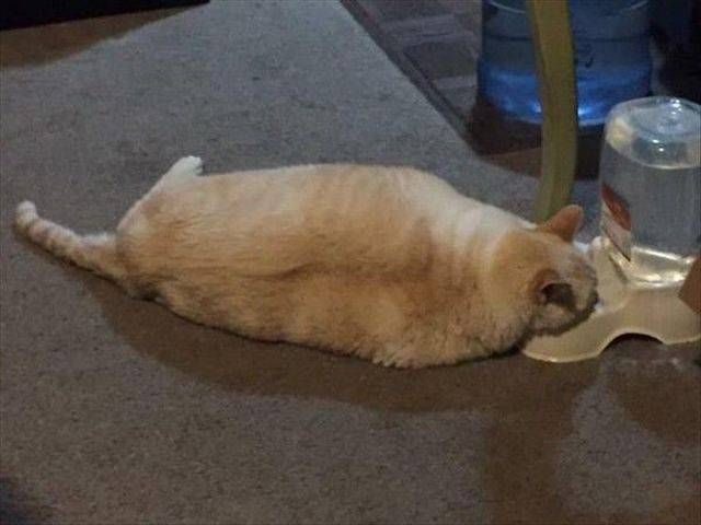 Коты и Кошки