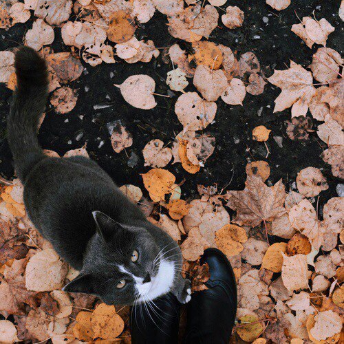 Коты и Кошки