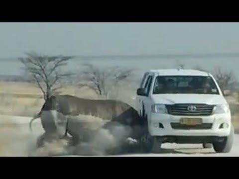 Маленький носорог пытается напугать машину