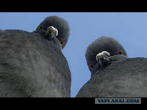Тульские ученые предлагают жрать голубей