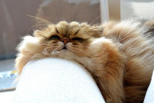 Коты и Кошки