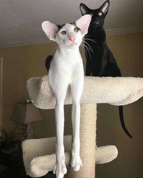 Коты и Кошки