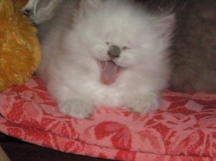 Прикольные коты на среду! ОЧЕНЬ МНОГО! Часть 2