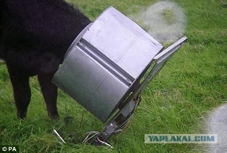 Любопытная корова