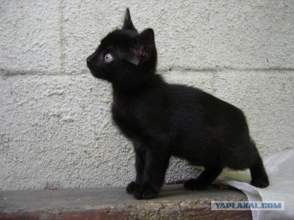Котовторник на вторник! (30.09.2008)