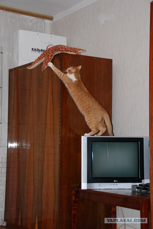 Котовторник!