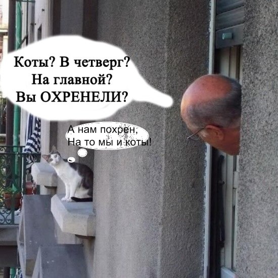Это у котов-то эмоций не бывает?!