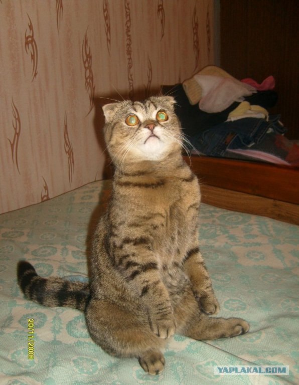 Начинаем котовторник!