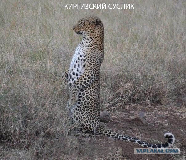 Прикольные картинки абавсём