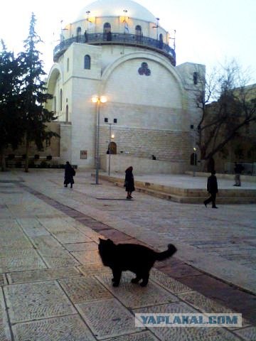 Котовторник 24.04.2012