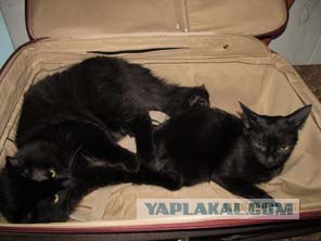Котовторник 29.05.2012