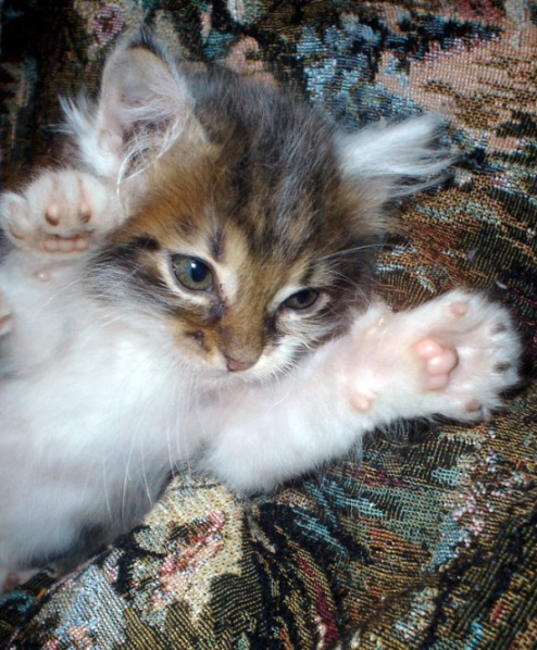 Котовторник 31.07.2012 г.