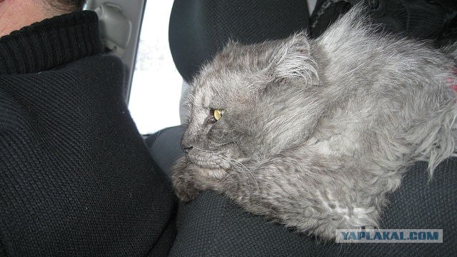 Котовторник  28.08.12