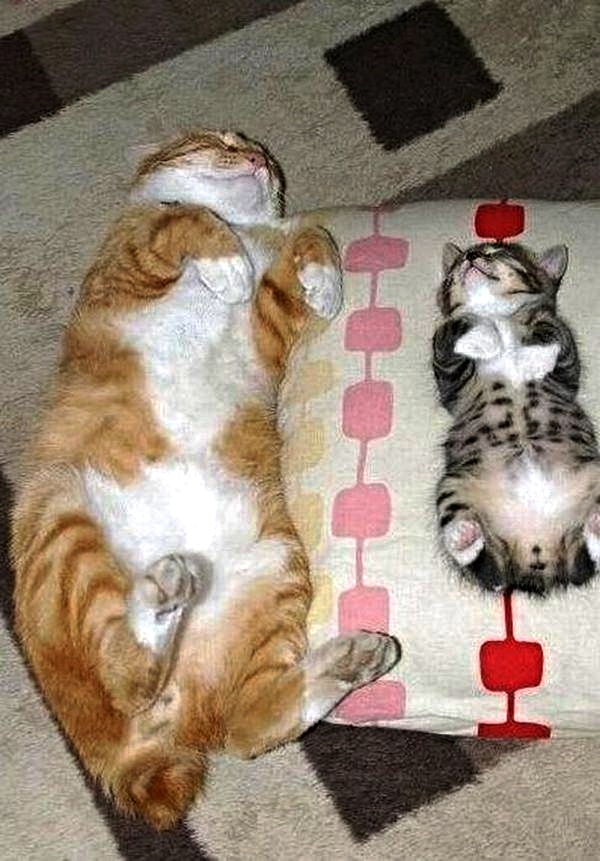 Картинки с котами и про котов