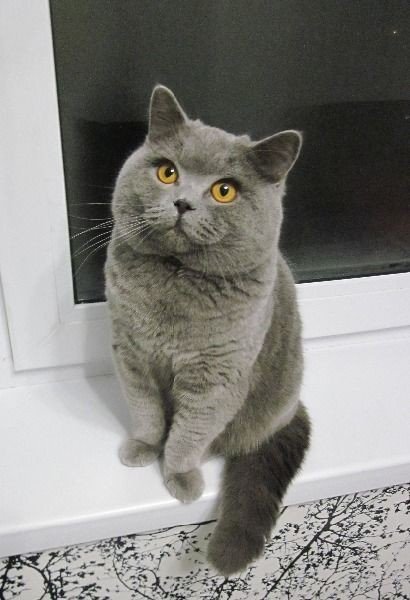 Забавные картинки с котами из сети