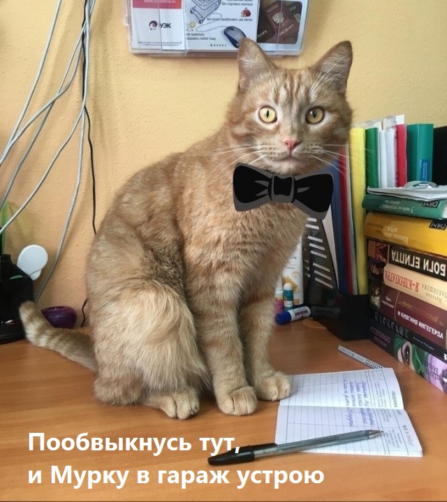 В библиотеке Тверской области SMM-менеджером "работает" кот