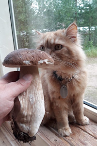 Грибы, которые собрали мы