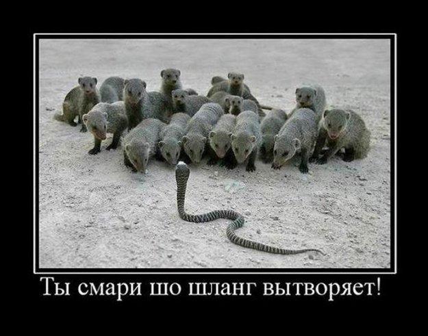 Подборка баянистых картинок