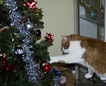 Кот, который не любит Новый год