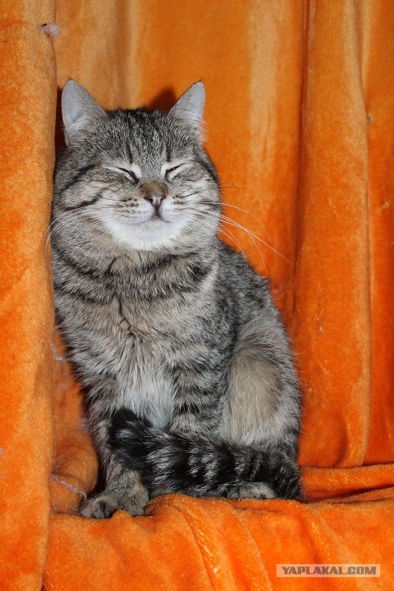 Жизнь домашнего приюта "Котоленд" 269