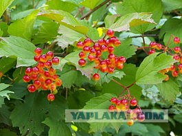 Откуда калина появилась?
