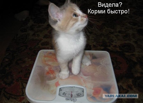 Котейка проголодался