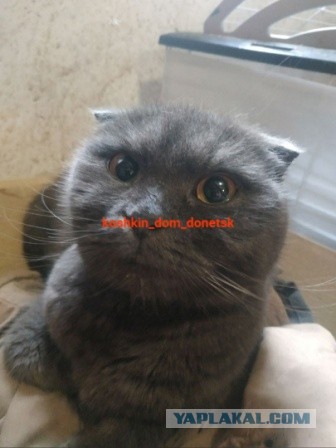 Мариупольские котики экстренно ищут дом