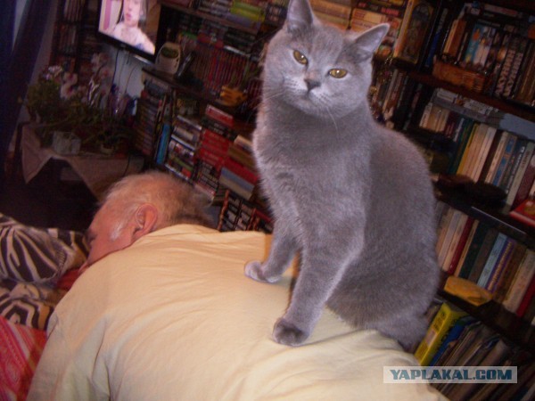 Котовторник 26.03.2013