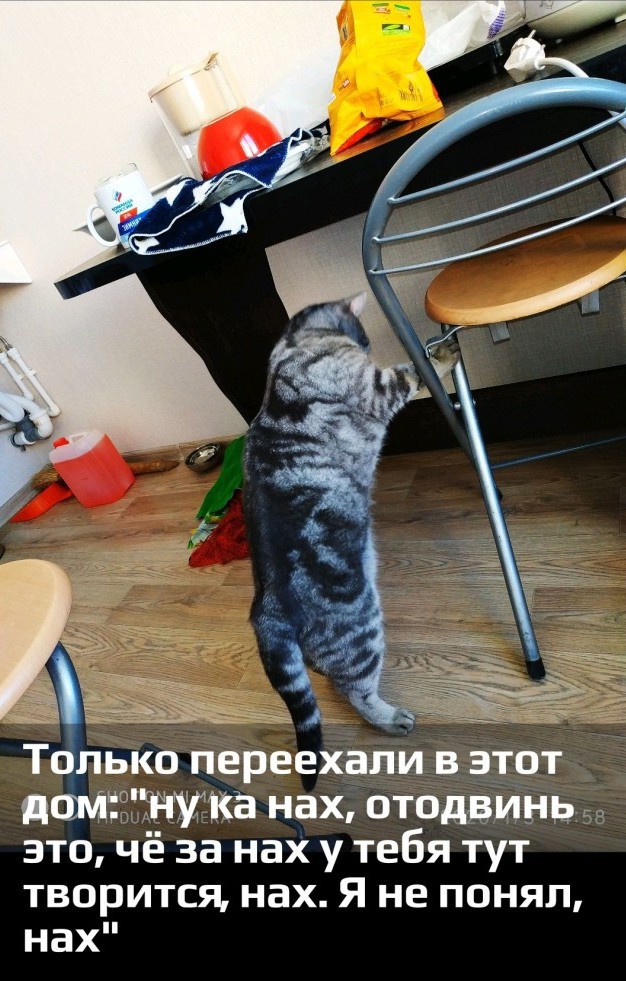 Юбилей кота 09.ХII.2013