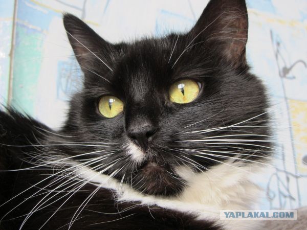 Котовторник  07.05.2013