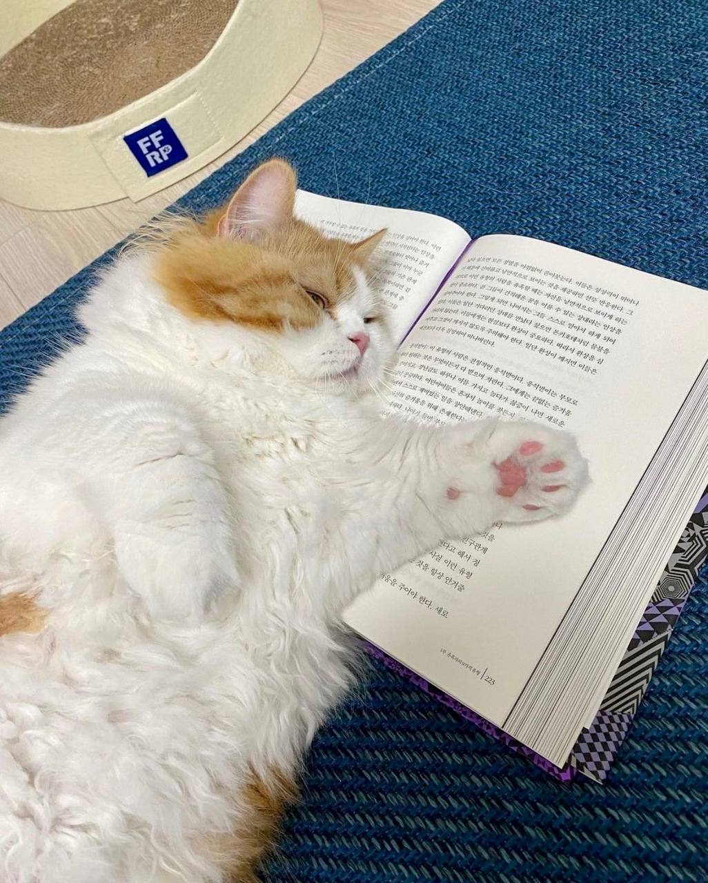 Официально: люди, читающие книги, умнее тех, кто залипает на видосы в соцсетях