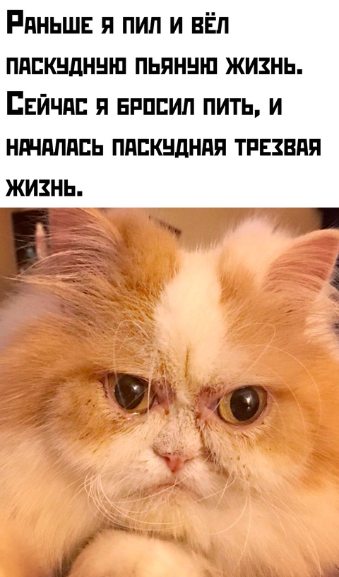 Весёлый полтишок 27.02.2025