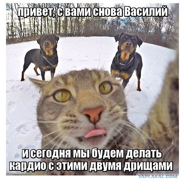 Порычи мне тут еще